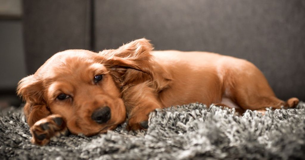 cocker spaniel inglese